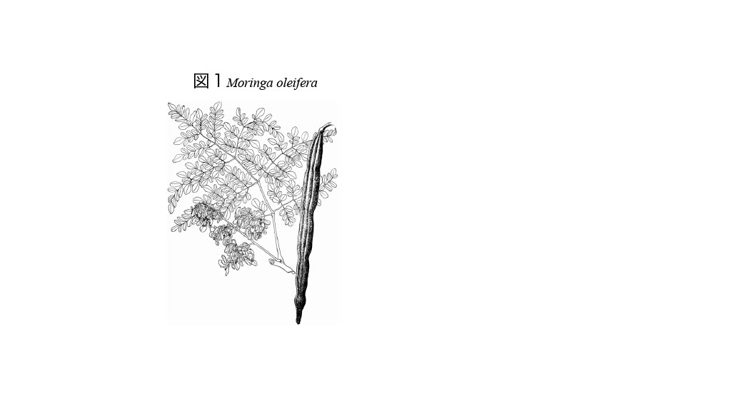 1749530755297-99af4c7c-d941-48f5-9109-8b7c04cc9320_1.jpg